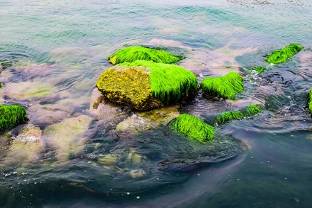 Natural green moss at beach rock with blue sea at Ly Son island, vietnamの写真素材