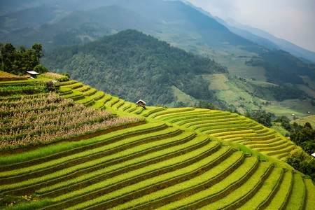Rice fields on terraced in rainny season at Mu Cang Chai, Yen Bai, Vietnam. Rice fields prepare for transplant at Northwest Vietnamの写真素材