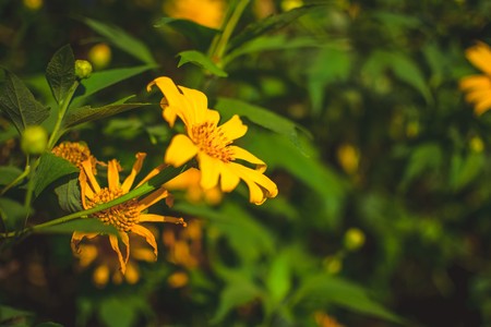 beautiful yellow mexican sunflower fieldの写真素材