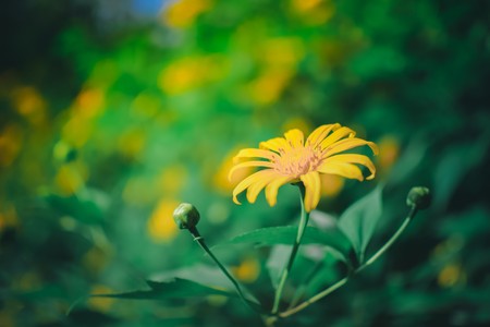 beautiful yellow mexican sunflower fieldの写真素材