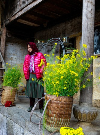 DONG VAN, HA GIANG, VIETNAM, January 01, 2017: Unidentified ethnic minority kids with baskets of rapeseed flower in Hagiang, Vietnam. Hagiang is a northernmost province in Vietnamのeditorial素材