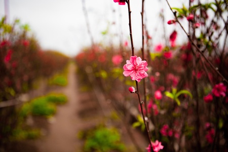 Peach flowers in gardenの写真素材