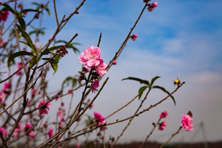 peach flowersの写真素材