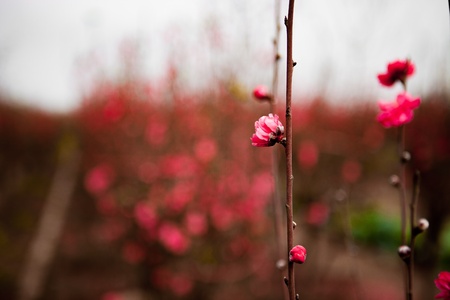 Peach flowers in gardenの写真素材