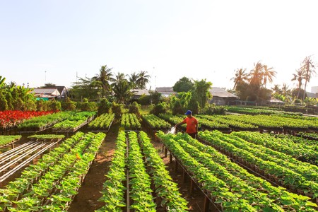 Field of flowers countryside Sa Dec, Dong Thap Province, Vietnam, at the end of the yearのeditorial素材