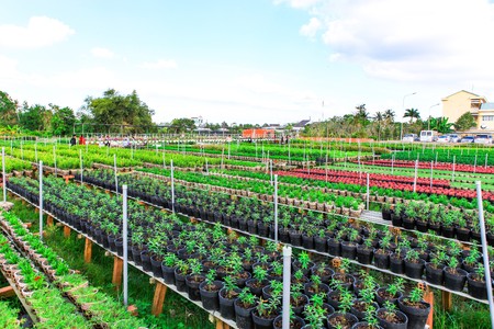 Field of flowers countryside Sa Dec, Dong Thap Province, Vietnam, at the end of the yearのeditorial素材