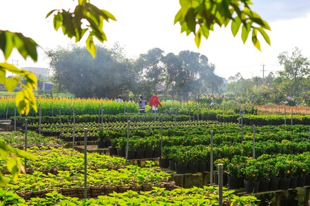 flower field, Sadec, Dong Thap Province, Vietnam, in the springのeditorial素材