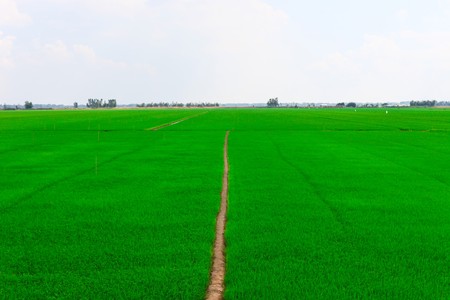 Green Terraced Rice Field in Dong Thap, Vietnamの写真素材