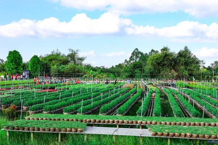 Field of flowers countryside Sa Dec, Dong Thap Province, Vietnam, at the end of the yearのeditorial素材