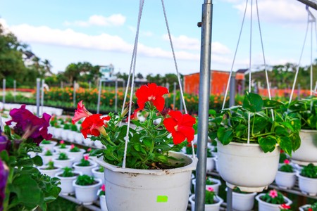 Field of flowers countryside Sa Dec, Dong Thap Province, Vietnam, at the end of the yearの写真素材