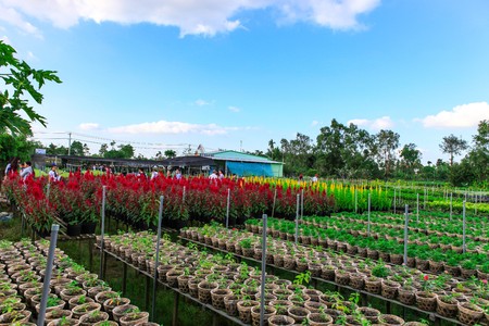 flower field, Sadec, Dong Thap Province, Vietnam, in the springのeditorial素材