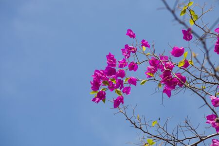 pink paper flowersの写真素材