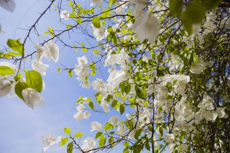 white paper flowersの写真素材