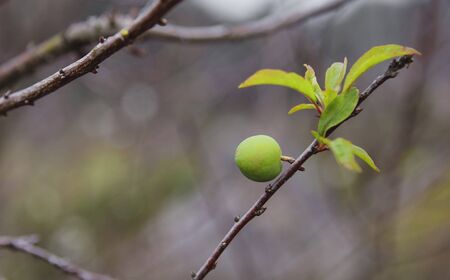 plum flower, high mountains Moc Chau, Vietnam, in the springの写真素材