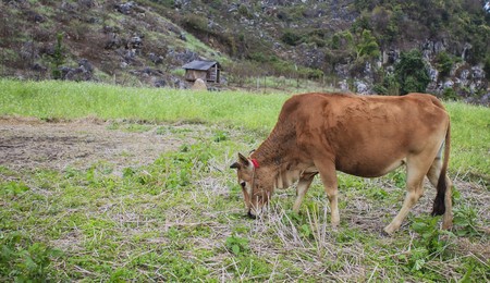 The cow indigenous species in Vietnamの写真素材