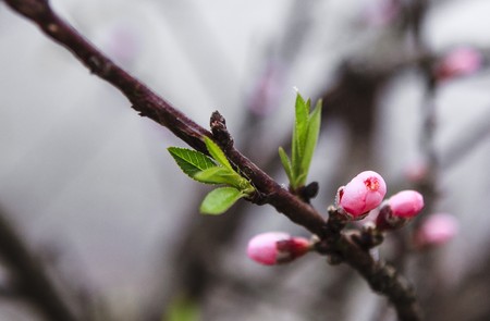 peach flowers, spring, highland Moc Chau, Vietnamの写真素材