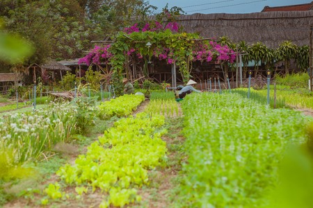 HOI AN, VIETNAM - MARCH 17, 2017: Tra Que village, organic vegetable field, near Hoi An old town,...