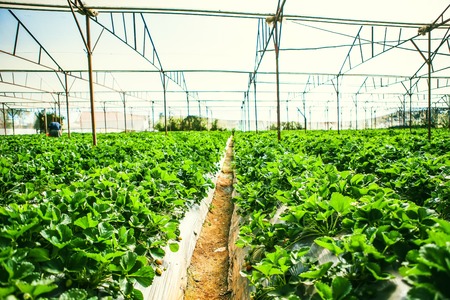 DALAT, VIETNAM - February 17, 2017: Agriculture farm of strawberry field.のeditorial素材