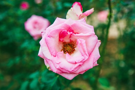 DALAT, VIETNAM - February 17, 2017: Color roses in flower Da Lat city in Vietnamのeditorial素材