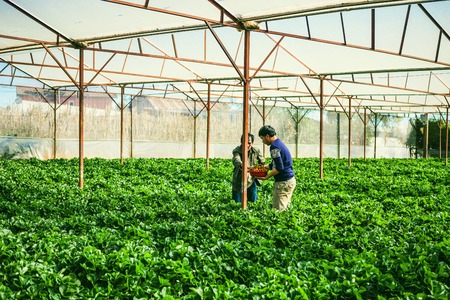 DALAT, VIETNAM - February 17, 2017. Vietnamese farmer picking strawberries in Da Lat, Vietnamのeditorial素材