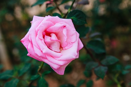 DALAT, VIETNAM - February 17, 2017: Color roses in flower Da Lat city in Vietnamのeditorial素材