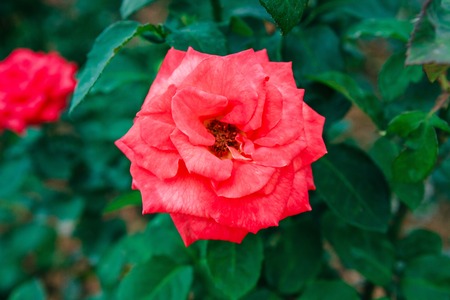 DALAT, VIETNAM - February 17, 2017: Color roses in flower Da Lat city in Vietnamのeditorial素材