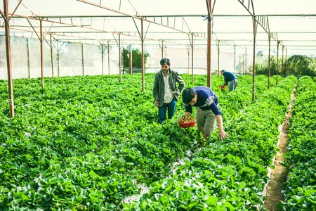 DALAT, VIETNAM - February 17, 2017. Vietnamese farmer picking strawberries in Da Lat, Vietnamのeditorial素材