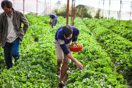 DALAT, VIETNAM - February 17, 2017. Vietnamese farmer picking strawberries in Da Lat, Vietnamのeditorial素材