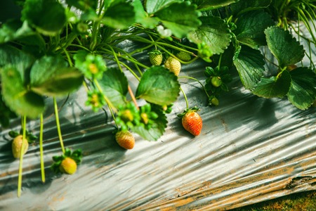 DALAT, VIETNAM - February 17, 2017: Agriculture farm of strawberry field.のeditorial素材