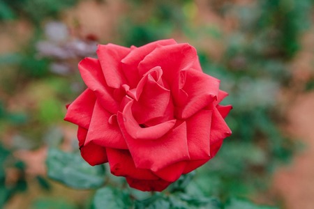 DALAT, VIETNAM - February 17, 2017: Color roses in flower Da Lat city in Vietnamのeditorial素材