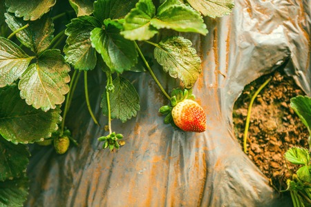 DALAT, VIETNAM - February 17, 2017: Agriculture farm of strawberry field.のeditorial素材