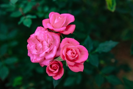 DALAT, VIETNAM - February 17, 2017: Color roses in flower Da Lat city in Vietnamのeditorial素材