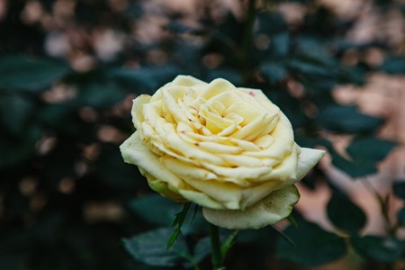 DALAT, VIETNAM - February 17, 2017: Color roses in flower Da Lat city in Vietnamのeditorial素材