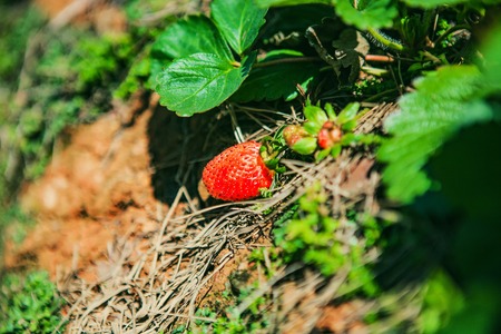 DALAT, VIETNAM - February 17, 2017: Agriculture farm of strawberry field.のeditorial素材