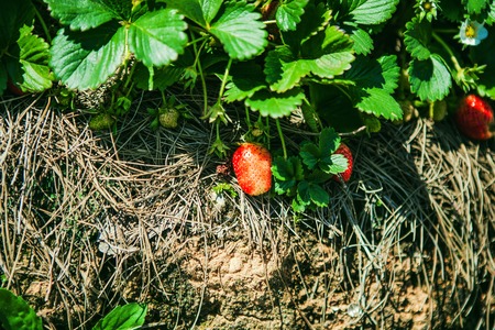 DALAT, VIETNAM - February 17, 2017: Agriculture farm of strawberry field.のeditorial素材