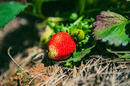 DALAT, VIETNAM - February 17, 2017: Agriculture farm of strawberry field.のeditorial素材