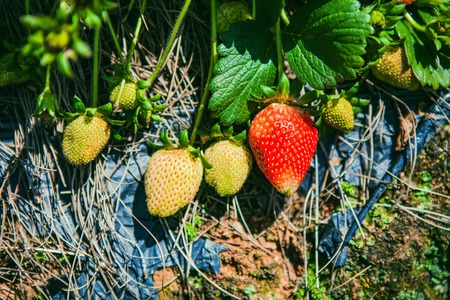 DALAT, VIETNAM - February 17, 2017: Agriculture farm of strawberry field.のeditorial素材