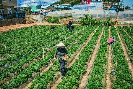 DALAT, VIETNAM - February 17, 2017. Vietnamese farmer picking strawberries in Da Lat, Vietnamのeditorial素材