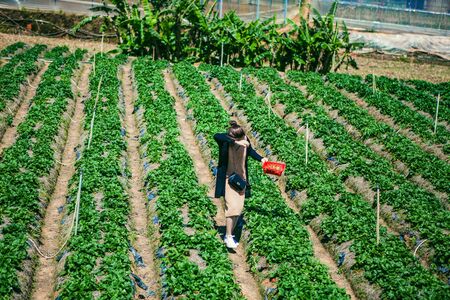 DALAT, VIETNAM - February 17, 2017. Vietnamese farmer picking strawberries in Da Lat, Vietnamのeditorial素材