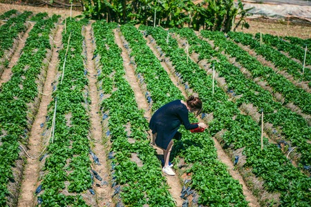 DALAT, VIETNAM - February 17, 2017. Vietnamese farmer picking strawberries in Da Lat, Vietnamのeditorial素材