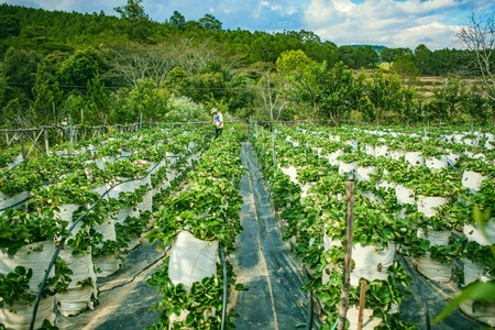 DALAT, VIETNAM - February 17, 2017: Agriculture farm of strawberry field.のeditorial素材