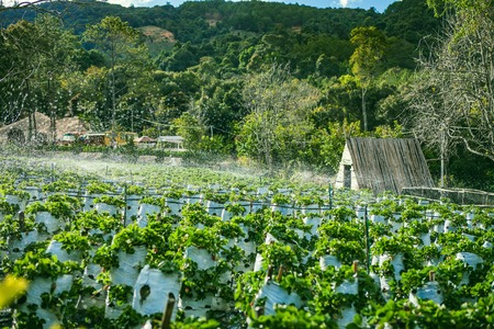DALAT, VIETNAM - February 17, 2017: Agriculture farm of strawberry field.のeditorial素材