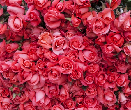 Color roses in flower factory in Da Lat city in Vietnamのeditorial素材