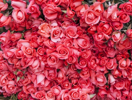 Color roses in flower factory in Da Lat city in Vietnamのeditorial素材
