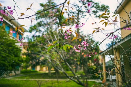 DALAT, VIETNAM - February 17, 2017: Spring flower, beautiful nature with sakura bloom in vibrant pink, cherry blossom is special of Dalat, Vietnamのeditorial素材