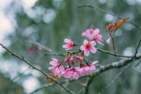 DALAT, VIETNAM - February 17, 2017: Spring flower, beautiful nature with sakura bloom in vibrant pink, cherry blossom is special of Dalat, Vietnamのeditorial素材