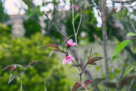 DALAT, VIETNAM - February 17, 2017: Spring flower, beautiful nature with sakura bloom in vibrant pink, cherry blossom is special of Dalat, Vietnamのeditorial素材