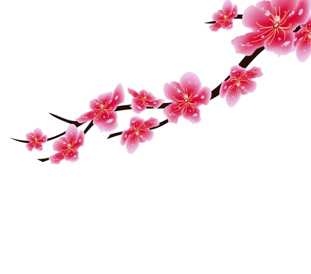 Sakura flowers background. Cherry blossom isolated white background. Chinese new yearのイラスト素材