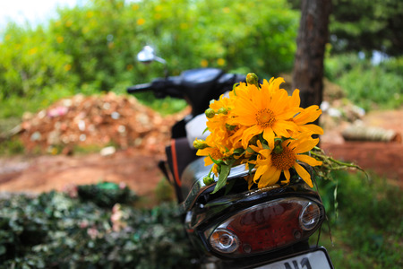 DALAT, 26 October 2017: Road trip ride a motorbike at path of countryside, bush of wild sunflower bloom in yellow, colorful scene in Da Lat, Vietnamのeditorial素材