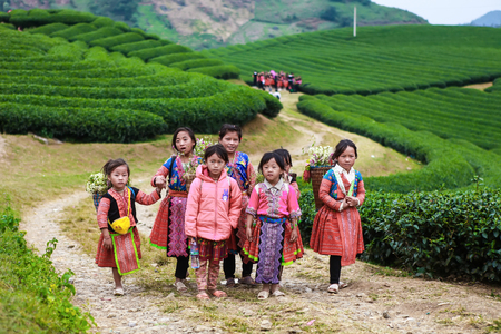 Moc Chau, Vietnam - November 4, 2017: Mountain spring scenery with blossoming plum tree, Hmong little girls carrying cabbage flower on her back, and mountain on backgroundのeditorial素材